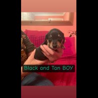 Dachshund (Miniature Smooth Haired)