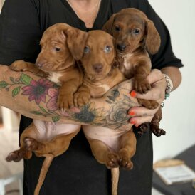 Dachshund (Smooth Haired) - Both
