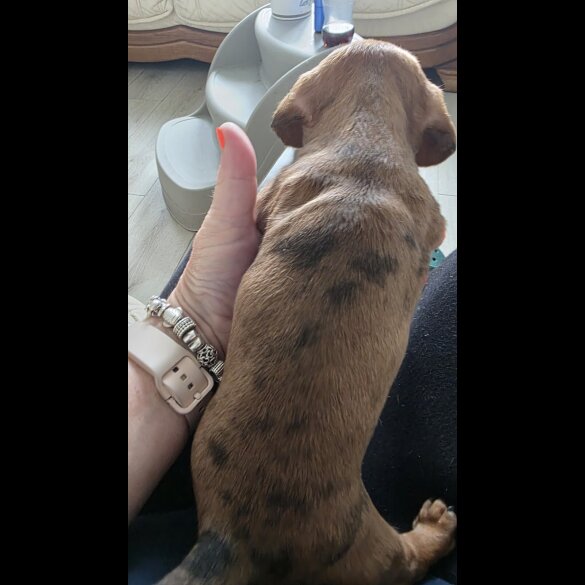 Dachshund (Smooth Haired) - Both