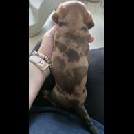 Dachshund (Smooth Haired) - Both