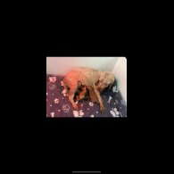Cockapoo