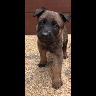 German Shepherd (Alsatian)