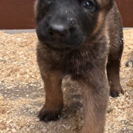 German Shepherd (Alsatian)