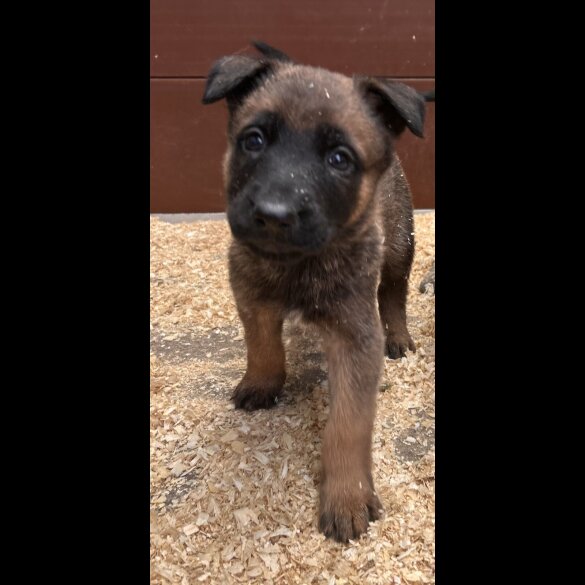 German Shepherd (Alsatian)