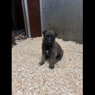 German Shepherd (Alsatian)
