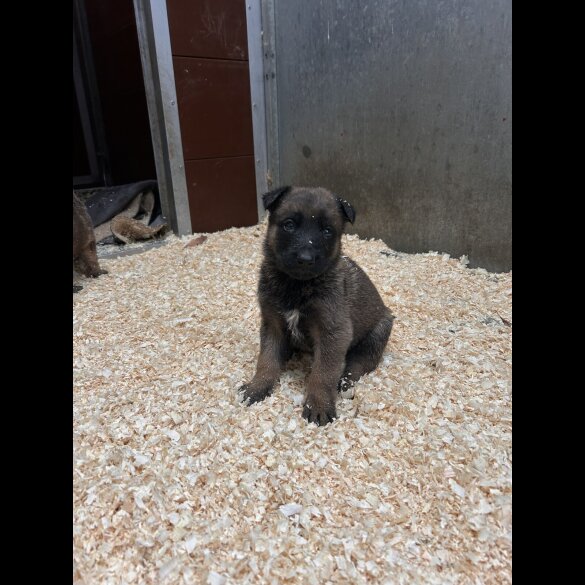German Shepherd (Alsatian)