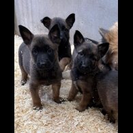 German Shepherd (Alsatian)