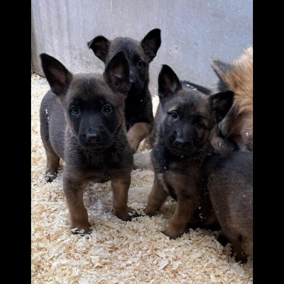 German Shepherd (Alsatian)