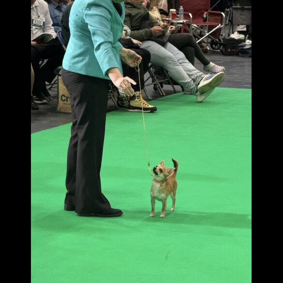 Chihuahua - Dogs