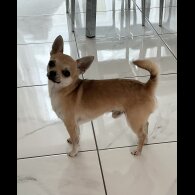 Chihuahua - Dogs