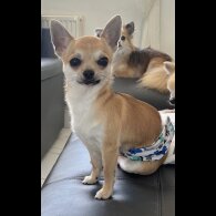Chihuahua - Dogs