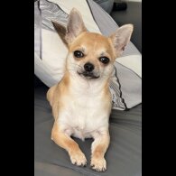 Chihuahua - Dogs