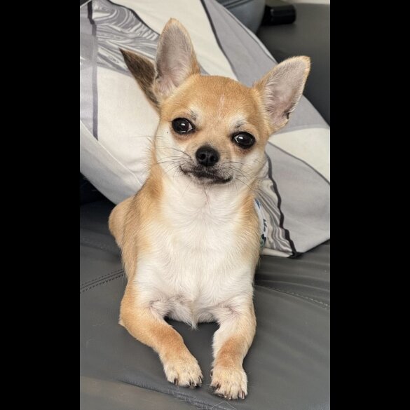 Chihuahua - Dogs