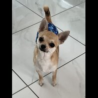 Chihuahua - Dogs
