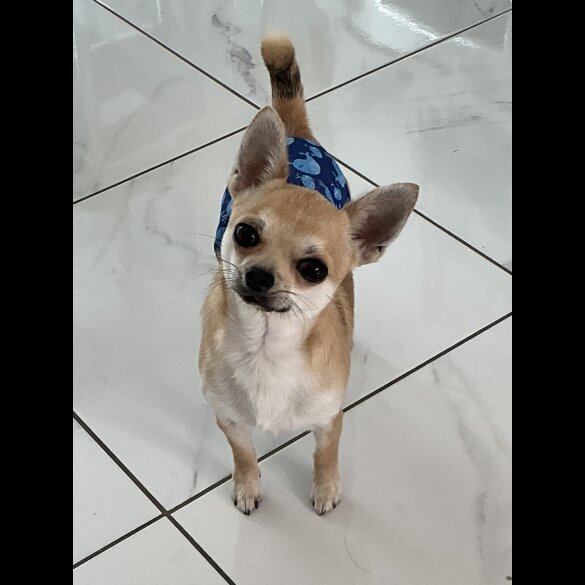 Chihuahua - Dogs
