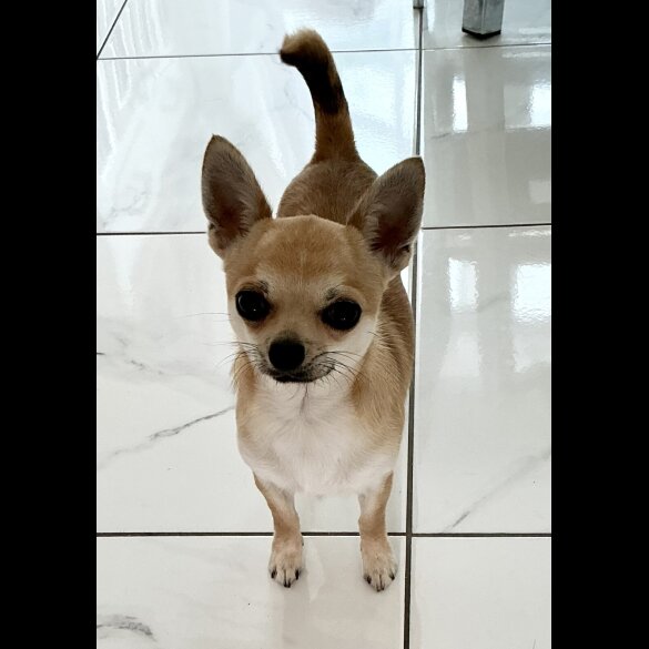 Chihuahua - Dogs