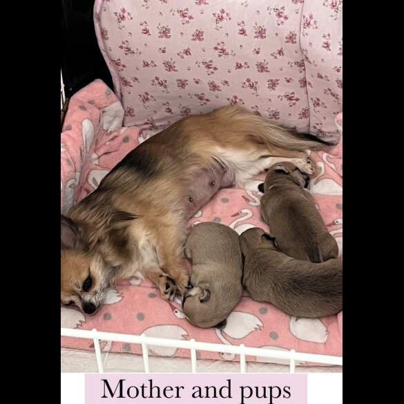 Chihuahua - Dogs