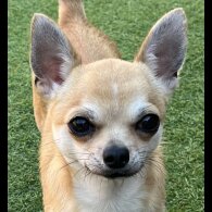 Chihuahua - Dogs