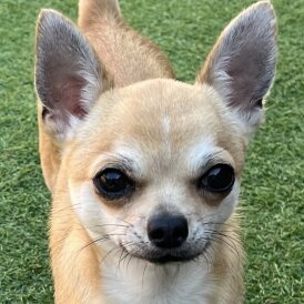 Chihuahua - Dogs