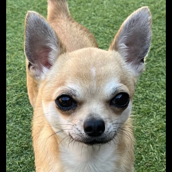 Chihuahua - Dogs
