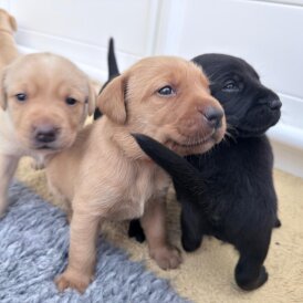 Labrador Retriever