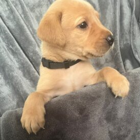 Labrador Retriever