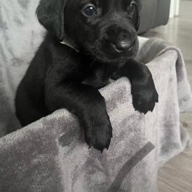Labrador Retriever