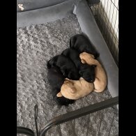 Labrador Retriever