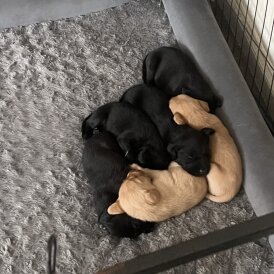 Labrador Retriever