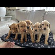 Labrador Retriever - Both