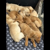 Labrador Retriever - Both