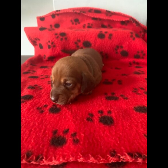 Dachshund (Miniature Smooth Haired)