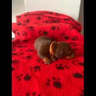 Dachshund (Miniature Smooth Haired)