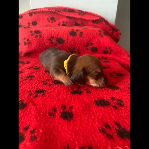 Dachshund (Miniature Smooth Haired)