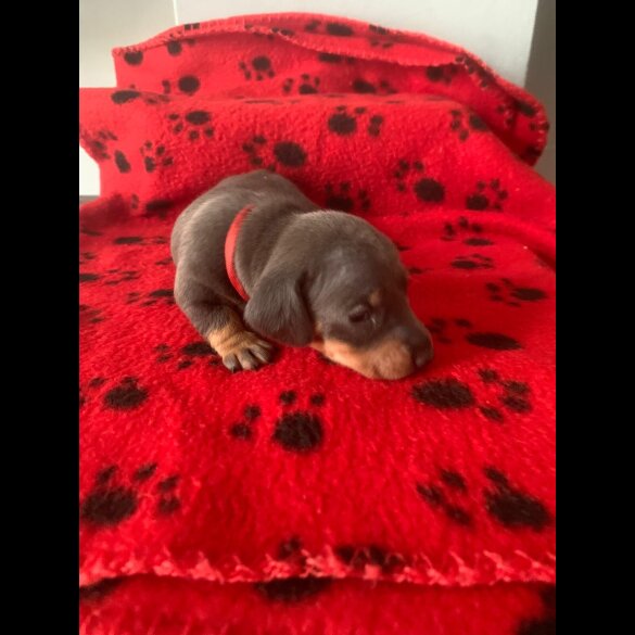 Dachshund (Miniature Smooth Haired)