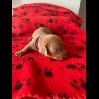 Dachshund (Miniature Smooth Haired)