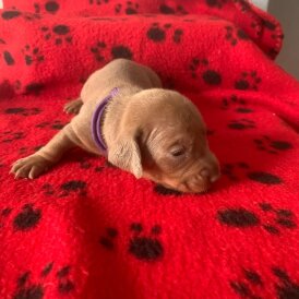 Dachshund (Miniature Smooth Haired)
