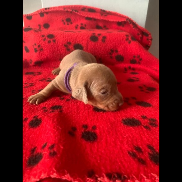 Dachshund (Miniature Smooth Haired)