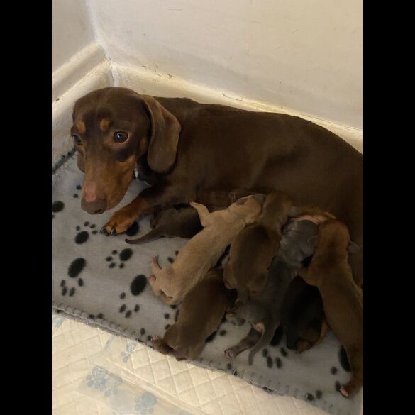 Dachshund (Miniature Smooth Haired)