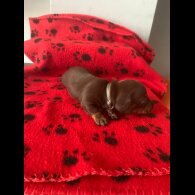 Dachshund (Miniature Smooth Haired)