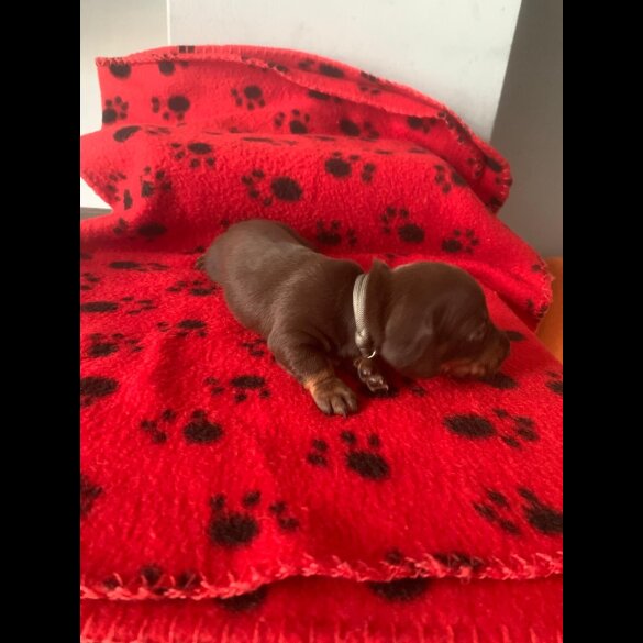 Dachshund (Miniature Smooth Haired)