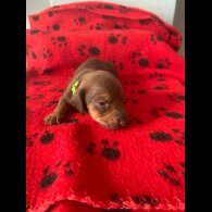 Dachshund (Miniature Smooth Haired)