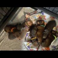 Dachshund (Miniature Smooth Haired)