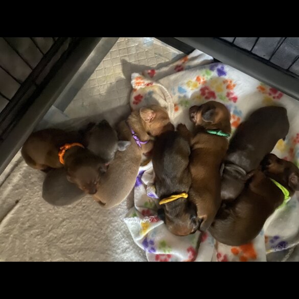Dachshund (Miniature Smooth Haired)