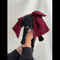 Cavapoo