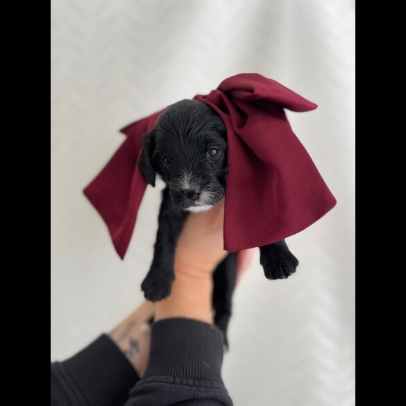 Cavapoo