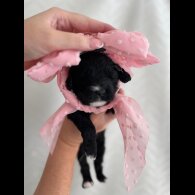 Cavapoo