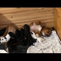 Cavapoo