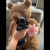 Cavapoo