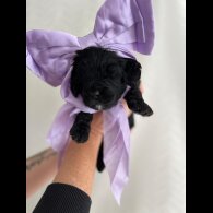 Cavapoo
